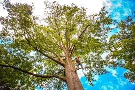 Trusted Dallas Center, IA Tree Care Services Experts